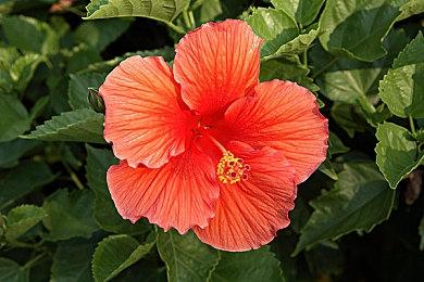 《幻兽帕鲁》Xbox版多人模式仅支持2-4人 开发商给出解释